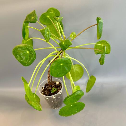 Пилея пиперомевидная