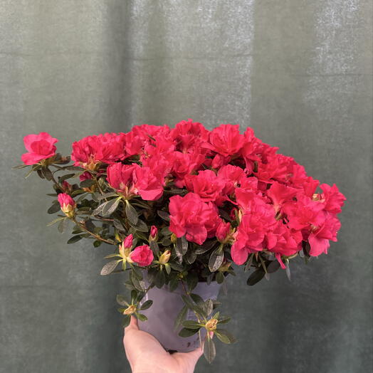 Zerno Flovers