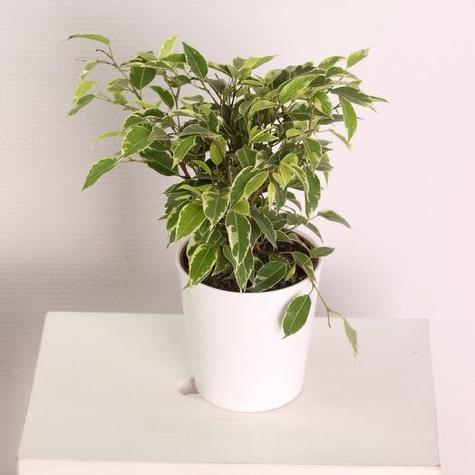 Фикус Бенджамин-Кинки