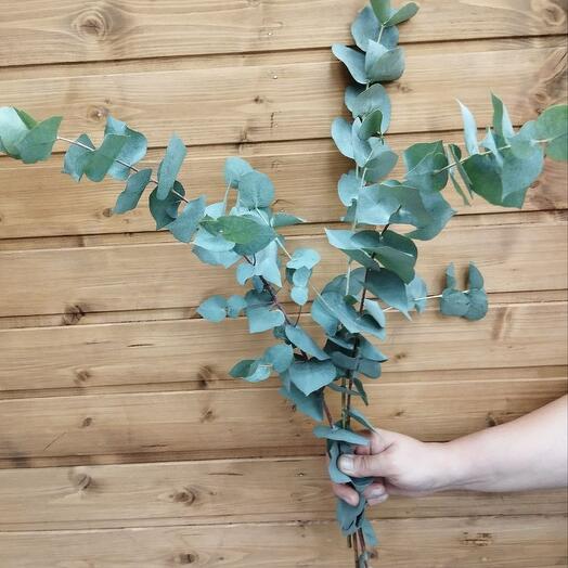 Eucalyptus Cineria (3 pcs.)