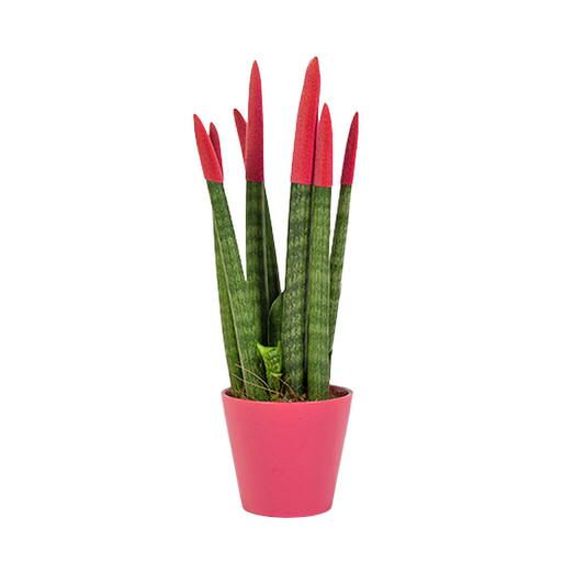 Pembe saksıda pembe sansevieria