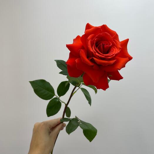 Французская роза