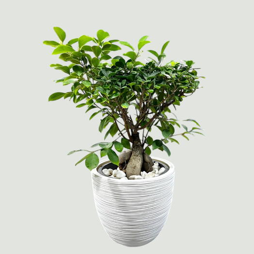 Ficus Bonsai – Ginseng Bonsai – Ficus Retusa Plant