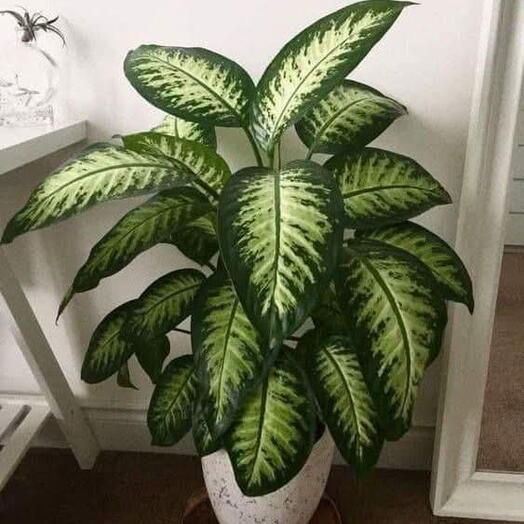 Dieffenbachia plant s