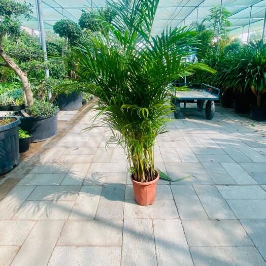 Areca palm 1.3Mtr