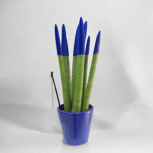 Mavi Uçlu Sansevieria