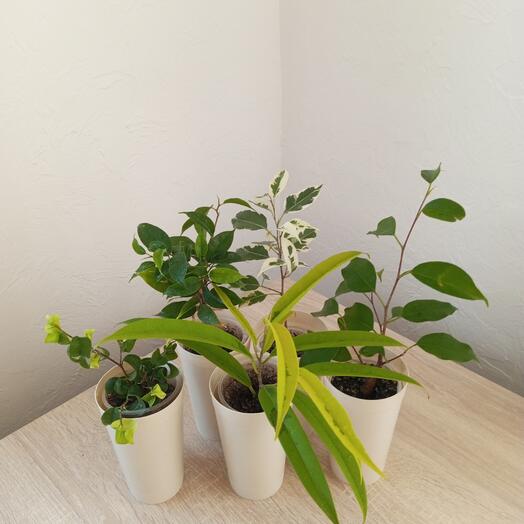 Коллекция фикусов из пяти штук