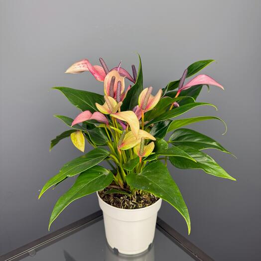 Антуриум зизу в горшке, высота 40см