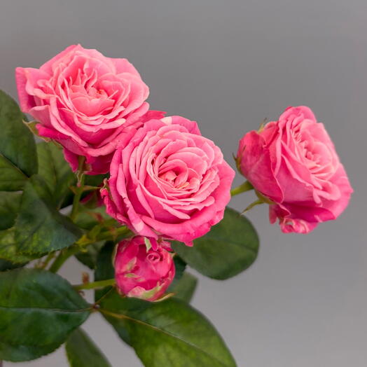 Rose Room - Утёсов
