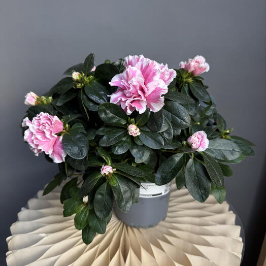 MisunFlora