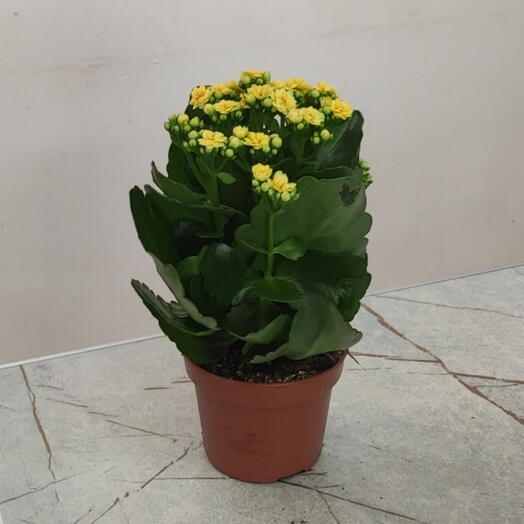 Sunny flowers