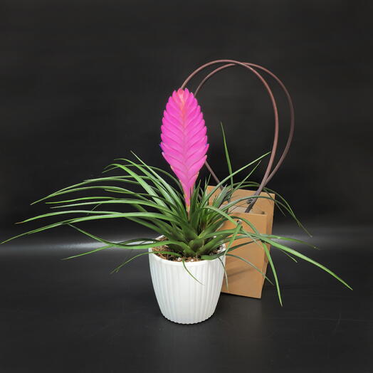 Succulenteria