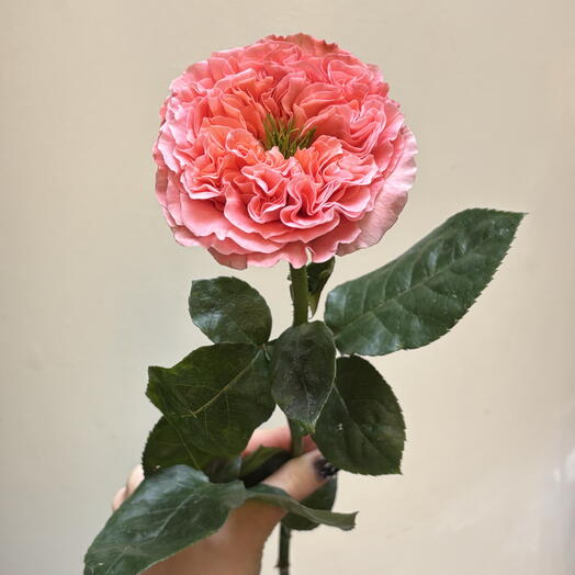 Ilona Veris Florist 