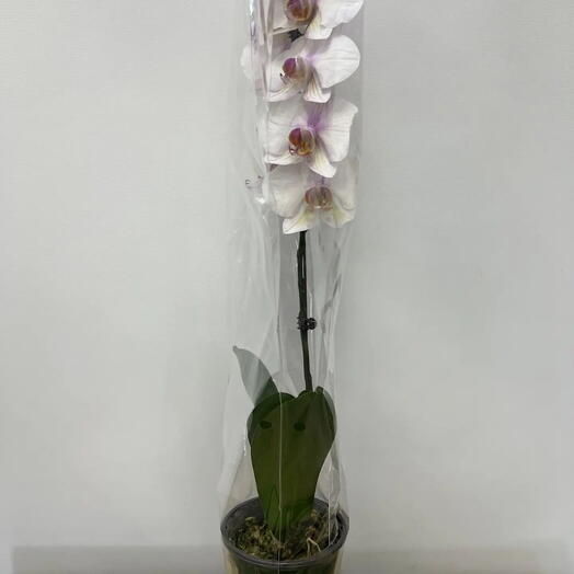 Flora dizayn