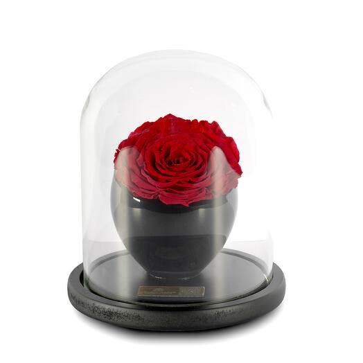Scarlet Red Preserved Roses in crystal vase Single