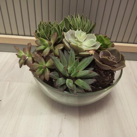 Succulents mix in glass gift