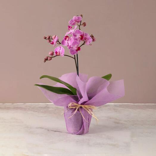 Mini Purple Orchid Plant in Pink Wrapping