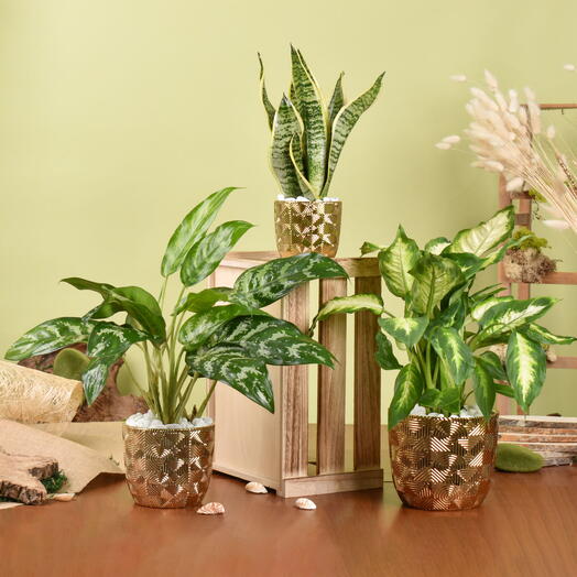 Gold Pot Air Purifying Plants Collection