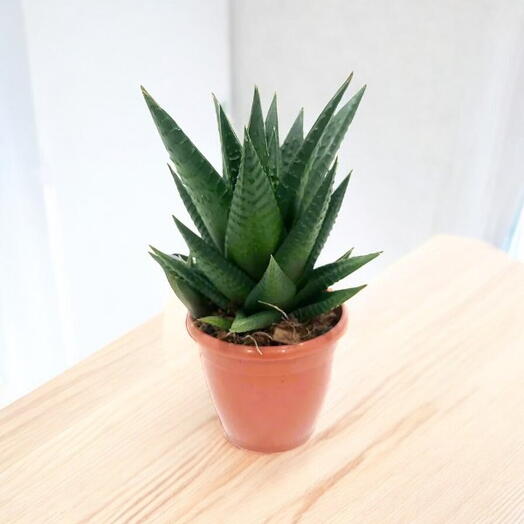 Zebra Cactus – Haworthia Fasciata Concolor