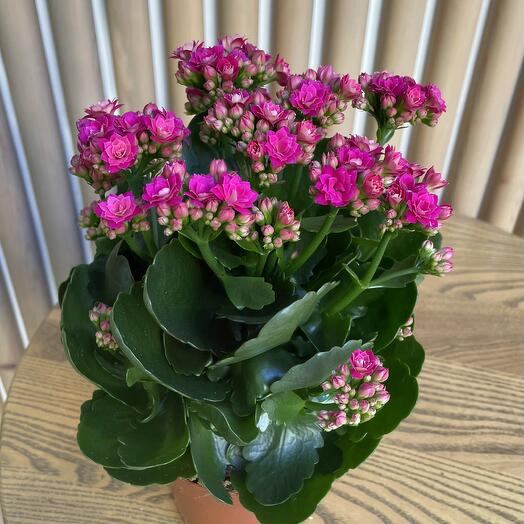 Rob’s Flowers 