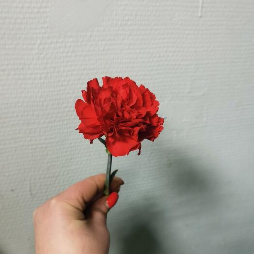 Гвоздика красная
