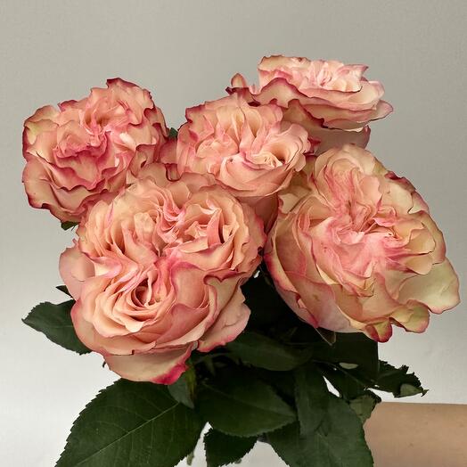 🔥HIT Букет Ramo de 5 rosas de peonía de melocotón grande De la Variedad Country Candy: Ecuador Premium ️ 🔥 🔝