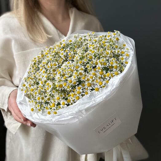 Ромашки/ букет ромашек