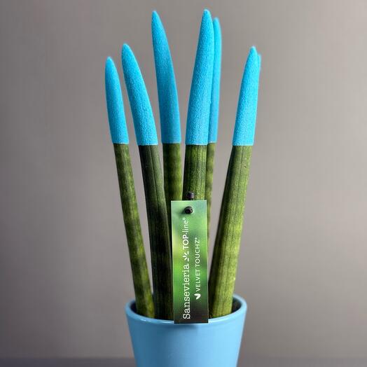 Комнатное растение «Сансе-виерия»