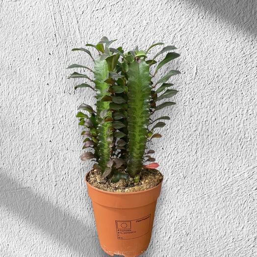 Молочай трехгранный