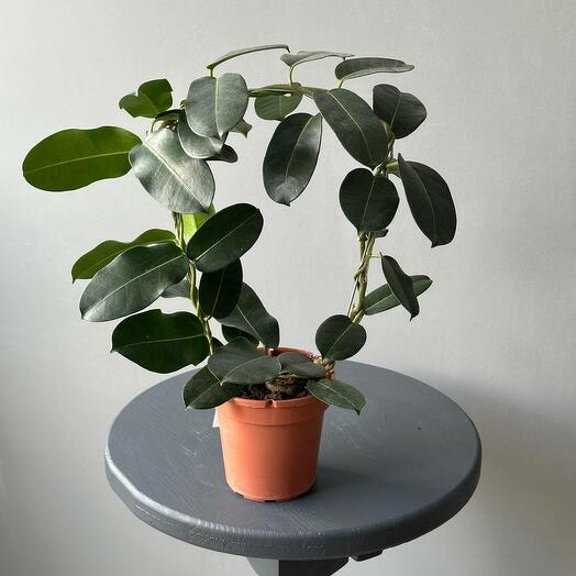 Стефанотис