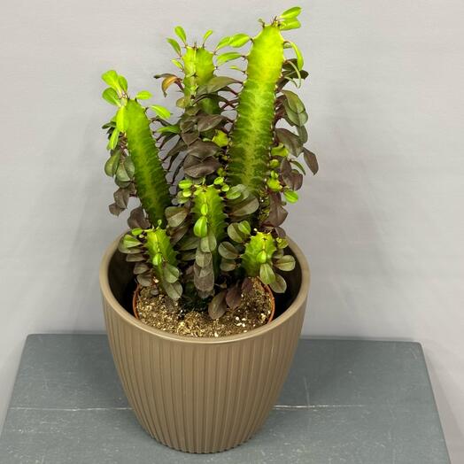 Эуфорбия - молочай треугольный в стильном пластиковом горшке☘️