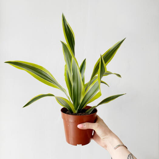 Leaf to live