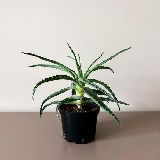 Musa Plants