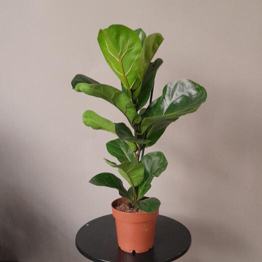 Tutti fiori
