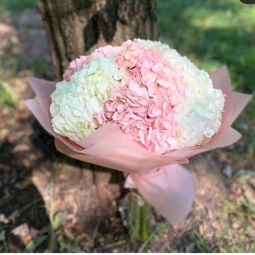 Hydrangea