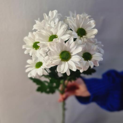 White Daisy Pom Flower