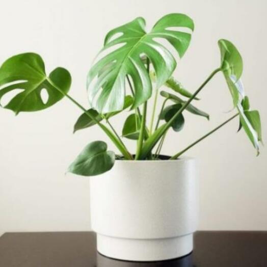 Philodendron