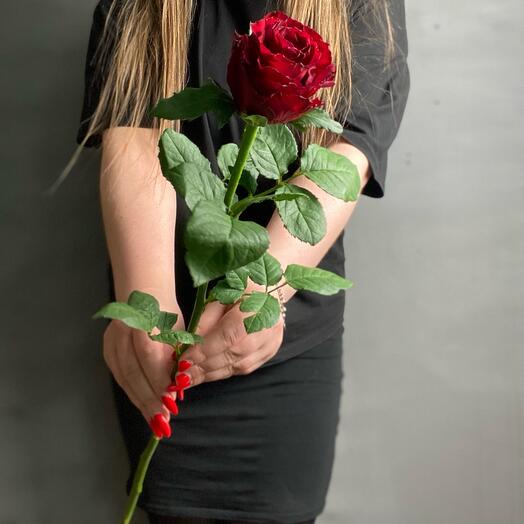 1 Rose of Kenya 50 cm