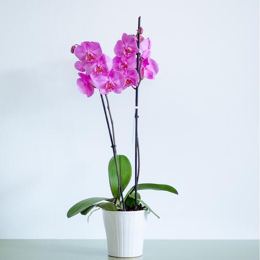 Pink phalaenopsis orchid