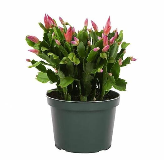 Schlumbergera – Christmas Cactus – Zygocactus