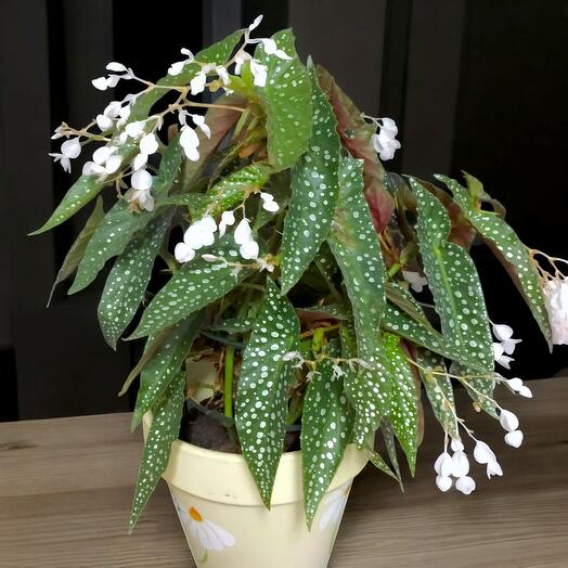 Begonia Maculata