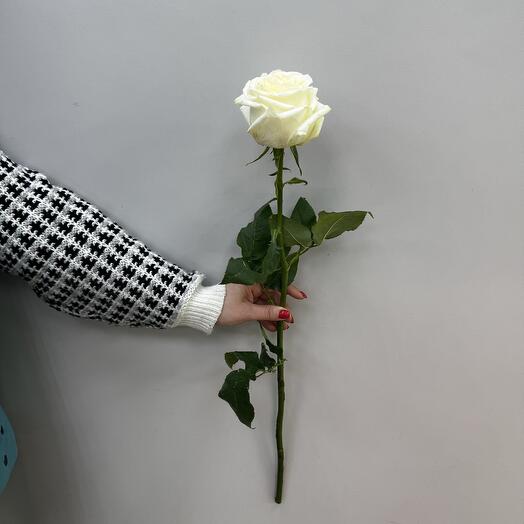 Floral Rose