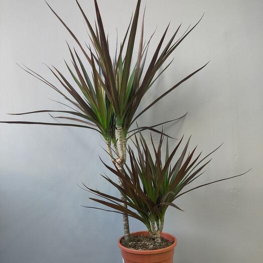 Драцена Маргината (Маджента)