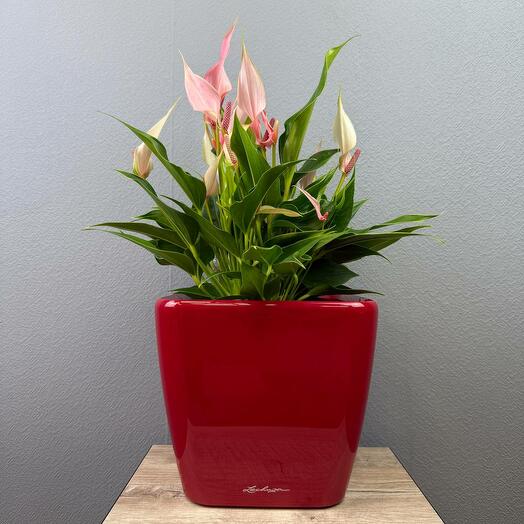 Антуриум Лили в кашпо Lechuza Quadro красный D 21 Высота 40 см