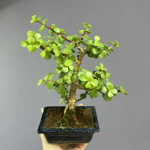 Коробка цветов