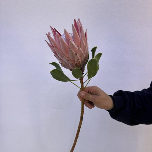 BB Flowers