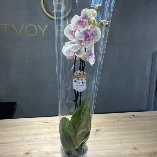 Твой букет