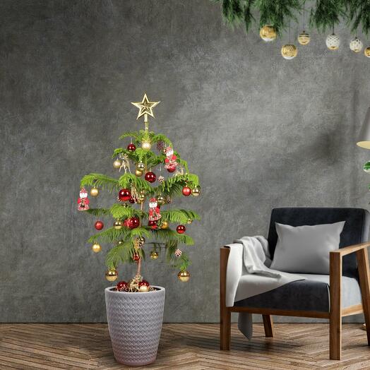 Araucaria Plant With Christmas Decor