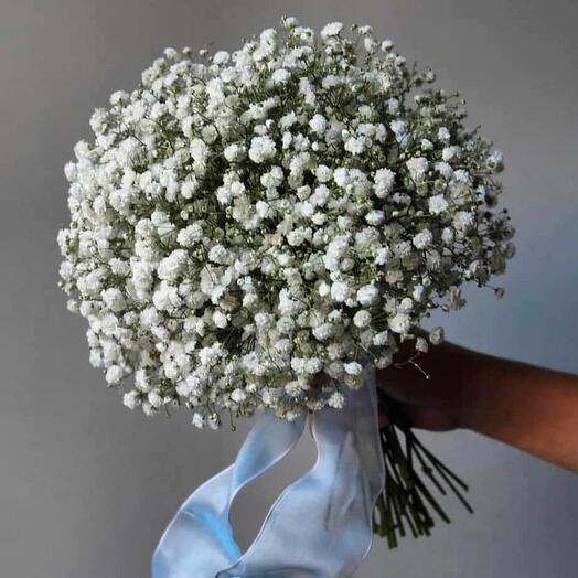 Gypsophila Bqt