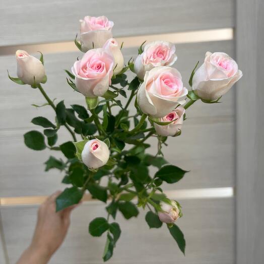 Роза кустовая 💕🌸💕